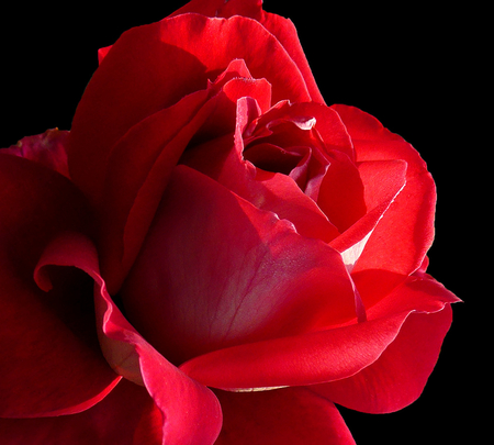 About love - nature, love, red, flowers, rose