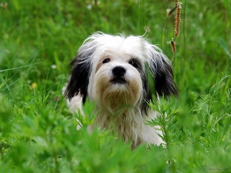 Sweet shih tzu