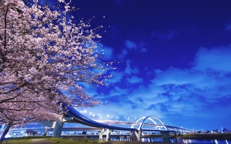 Flyover bridge - blossom, sky, tree, bridge