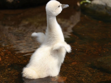 White duck - sweet, animal, bird, duck