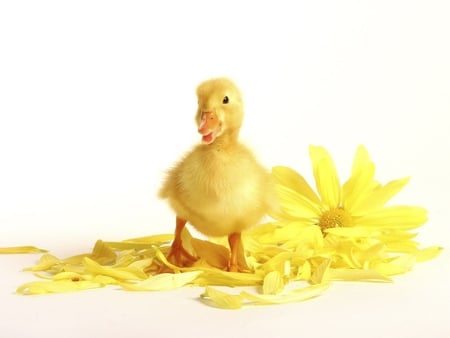 Yellow duck - flower, yellow, duck, daisy