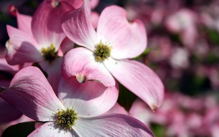 Pink Flowers - flowers, nature, beautiful, pink flowers, pink