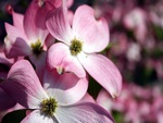 Pink Flowers