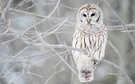 White Owl - owl, birds, white, white owl, beautiful, animals