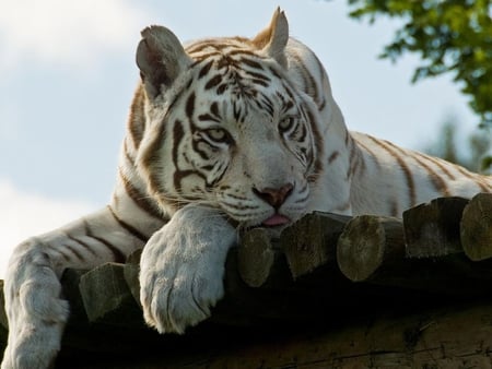 Tiger - wildlife, animal, tiger, big cat, wild, beast, feline