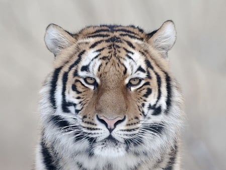 Snow tiger - wildlife, beast, wild, animal, feline, tiger, big cat