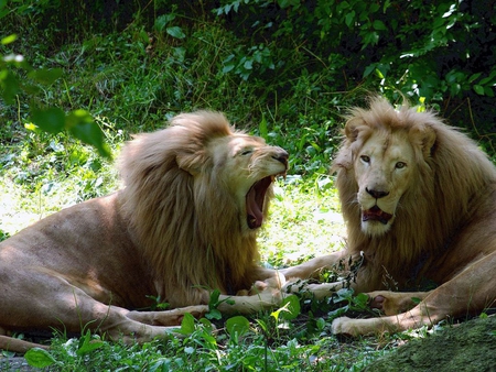 Lions resting - wildlife, lion, beast, wild, animal, feline, big cat