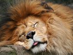 Old lion sleeping