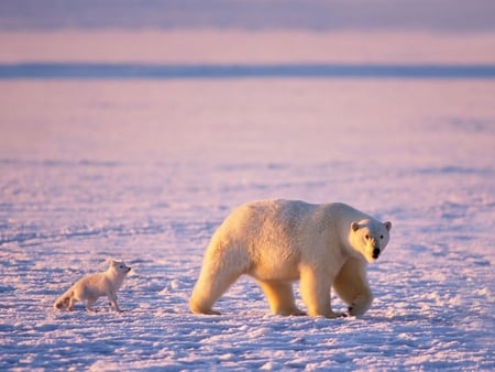 Polar bear and fox - wildlife, bear, polar, arctic, snow, fox