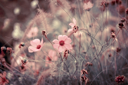 flower meadow - summer, blossom, cosmea, grass, meadow, flower, pink, flowers, nature, fade, soft, pastel