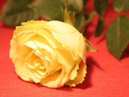 Yellow rose - flower, rose, yellow, nature, petal