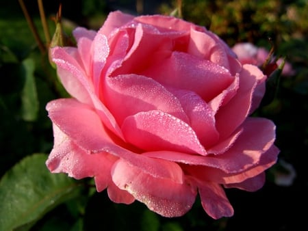 Pretty rose - flower, nature, rose, petal