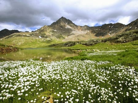 Field - hill, nature, field, flower