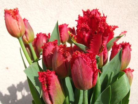 Red flowers - flower, nature, rose, petal