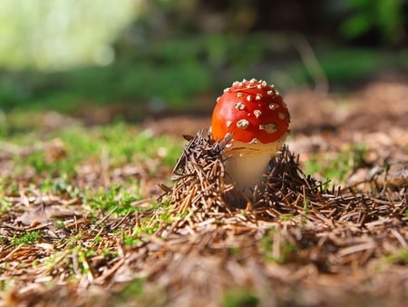 Mushroom - nature, mushroom, field, forest