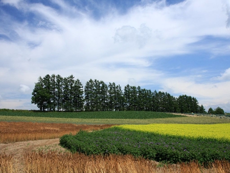 Trees - forest, field, tree, nature, green