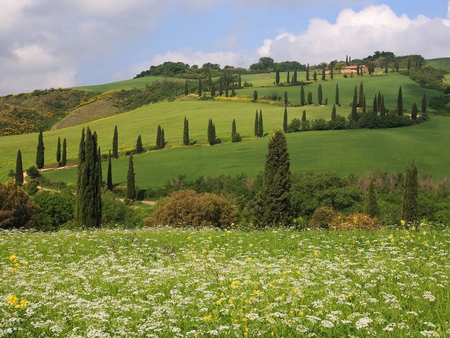 Field - field, nature, green, grass