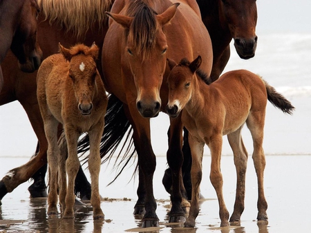 Horses - free, run, animal, horse