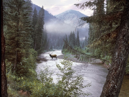 Peaceful nature - river, nature, deer, mist, mountain, tree