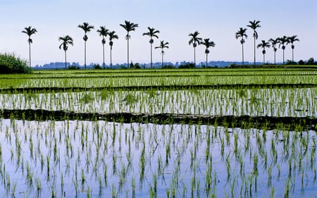 fields and trees - fields, trees, nature, green