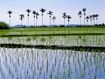 fields and trees