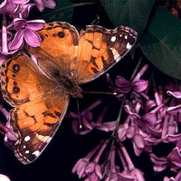 American painted lady