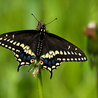 Black Swallowtail