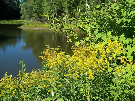 summer day in skowhegan maine - water, green, summer, trees