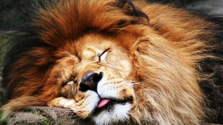 Having a Snooooze - africa, lion, ferocious, sleeping, wild, cat