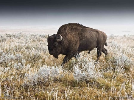 Bison - hay, animal, bison, life