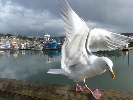 Walking The Line - boats, marina, seagull, pier