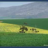 Fields of Green and Gold