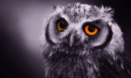 Owl - animals, other, birds, beautiful