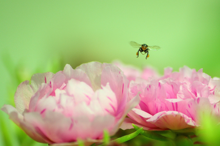 Job Hopping - honeybee on, background, pink tulips, green, garden