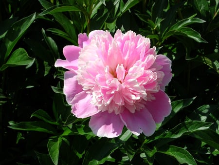 Pink Peony for Helen (Caramelie) - lovely flower, peony, gift, pink