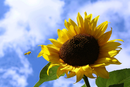 Simplicity of Beauty - white clouds, sunflower, honeybee, blue sky, beauty