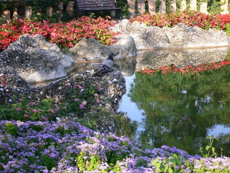 Pigeon in Love - flowers, pigeon, fountain, garden, spring