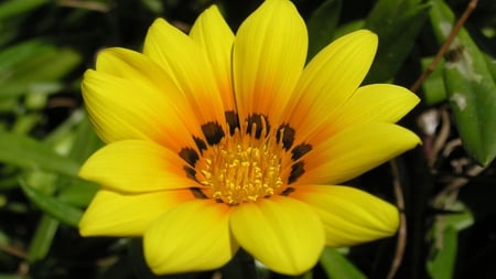 Flower - nice, one, yellow, flower