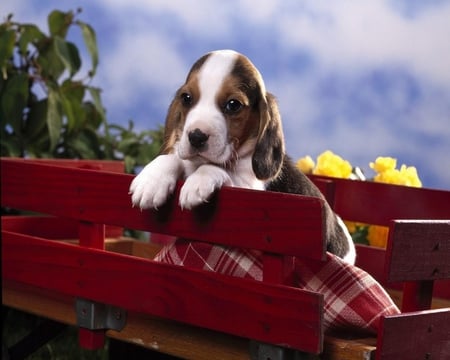 Can I Get Out - sky, puppy, cart, eyes, animals, nature, beagle, yellow, dog, clouds, red, blue, flowers