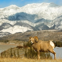 Bighorn Sheep Ram, Alberta, Canada