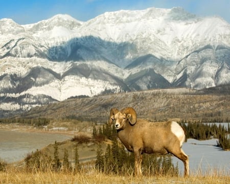 Bighorn Sheep Ram, Alberta, Canada - sheep, animals, water, canada, blue, lake, sky, ram, mountain, snow, bighorn