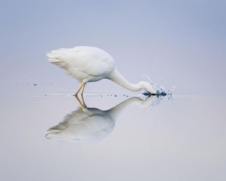 Great White Egret Fishing Spain - white, animals, bird, water, fishing, egret, feathers, spain