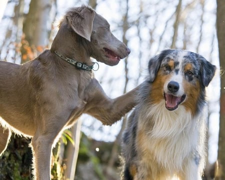 My Buddy - two, trees, animals, light, noses, mouth, ears, paws, dogs