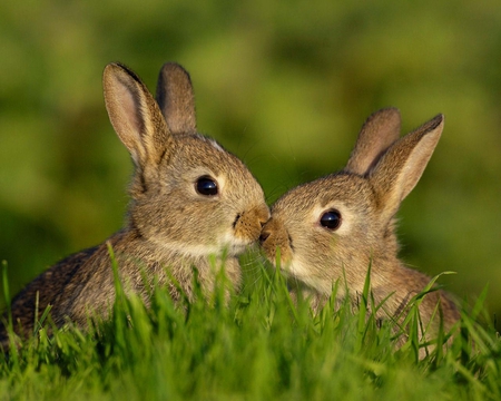 Bunny Love - kissing, rabbits, ears, eyes, grass, fur, nature, green, two, bunnies, animals