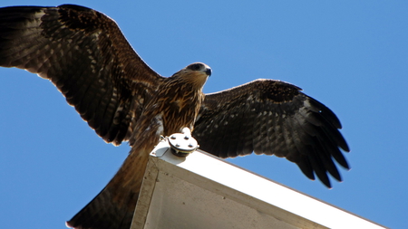 Landing kite - kite, animal, nature, birds