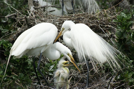 family_moment - animal, white, family, birds