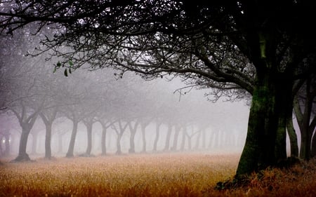 MORNING FOG - trees, alley, fog, mist, morning, forest