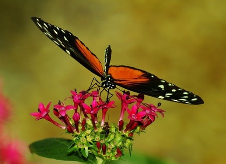 breathe_your_breath_in_me - dragonfly, wings, animal, flowers, colors, photo