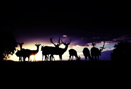 deers - deers, silhoutte, night, animals, family