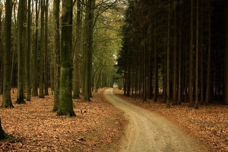 fruehling_im_borsteler_baum. - nature, forest, trees, way